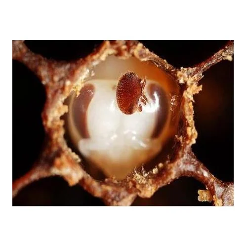 Varroa Nedir?