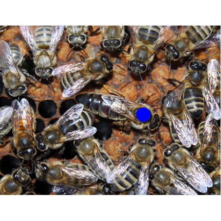 Macahal Kırması Ana Arı - 2020 Yılı