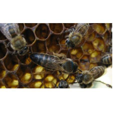 Karniyol Ana Arı - 2021 Yılı